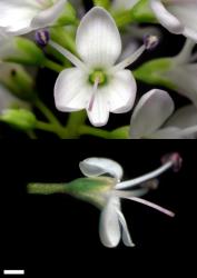 Veronica strictissima. Bisexual flowers. Scale = 1 mm.
 Image: P.J. Garnock-Jones/W.M. Malcolm © P.J. Garnock-Jones/Te Papa CC-BY-NC 3.0 NZ